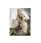 Australian Labradoodle MyDog Puuchan（個別スタンプ：14）