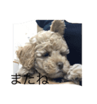 Australian Labradoodle MyDog Puuchan（個別スタンプ：15）