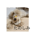 Australian Labradoodle MyDog Puuchan（個別スタンプ：16）