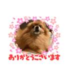 パールちゃんとシャアくん その2（個別スタンプ：1）