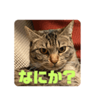 パールちゃんとシャアくん その2（個別スタンプ：2）