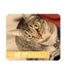 パールちゃんとシャアくん その2（個別スタンプ：4）