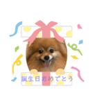 パールちゃんとシャアくん その2（個別スタンプ：7）