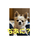 レオさまスタンプ❶（個別スタンプ：1）