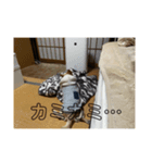 レオさまスタンプ❶（個別スタンプ：6）