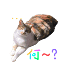 うちの可愛いアイドルたち(cat)（個別スタンプ：1）