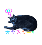 うちの可愛いアイドルたち(cat)（個別スタンプ：2）