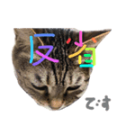うちの可愛いアイドルたち(cat)（個別スタンプ：3）