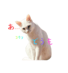 うちの可愛いアイドルたち(cat)（個別スタンプ：4）