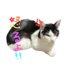 うちの可愛いアイドルたち(cat)（個別スタンプ：5）