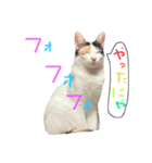 うちの可愛いアイドルたち(cat)（個別スタンプ：6）