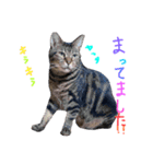 うちの可愛いアイドルたち(cat)（個別スタンプ：7）