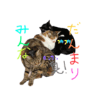 うちの可愛いアイドルたち(cat)（個別スタンプ：8）
