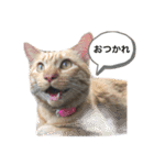 猫たち☆スタンプ（個別スタンプ：1）