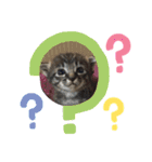 猫たち☆スタンプ（個別スタンプ：2）