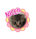 猫たち☆スタンプ（個別スタンプ：4）