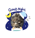 猫たち☆スタンプ（個別スタンプ：5）