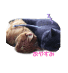 猫たち☆スタンプ（個別スタンプ：6）
