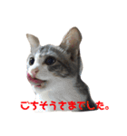 猫たち☆スタンプ（個別スタンプ：7）