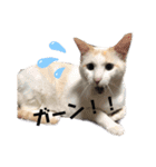 猫たち☆スタンプ（個別スタンプ：8）