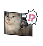 猫たち☆スタンプ（個別スタンプ：11）