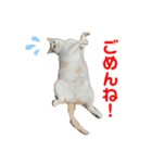 猫たち☆スタンプ（個別スタンプ：12）