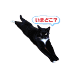 猫たち☆スタンプ（個別スタンプ：14）