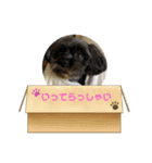 チョコ＆マメ 2（個別スタンプ：1）