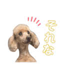 BBさん（個別スタンプ：2）