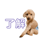 BBさん（個別スタンプ：4）