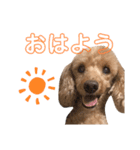 BBさん（個別スタンプ：11）