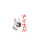 フレブルのマイル よく使うスタンプ♪（個別スタンプ：20）