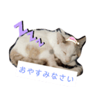犬＆猫 (dog＆cat)（個別スタンプ：1）