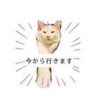 犬＆猫 (dog＆cat)（個別スタンプ：2）
