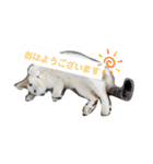 犬＆猫 (dog＆cat)（個別スタンプ：3）