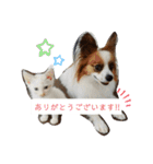 犬＆猫 (dog＆cat)（個別スタンプ：4）