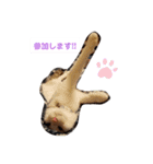 犬＆猫 (dog＆cat)（個別スタンプ：6）