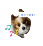 犬＆猫 (dog＆cat)（個別スタンプ：7）