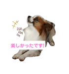 犬＆猫 (dog＆cat)（個別スタンプ：8）