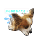 犬＆猫 (dog＆cat)（個別スタンプ：9）