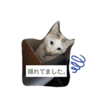 犬＆猫 (dog＆cat)（個別スタンプ：10）