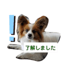犬＆猫 (dog＆cat)（個別スタンプ：11）