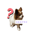 犬＆猫 (dog＆cat)（個別スタンプ：12）
