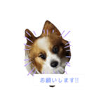 犬＆猫 (dog＆cat)（個別スタンプ：13）