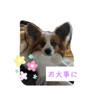 犬＆猫 (dog＆cat)（個別スタンプ：14）