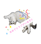 犬＆猫 (dog＆cat)（個別スタンプ：15）