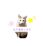 犬＆猫 (dog＆cat)（個別スタンプ：16）