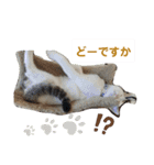 犬＆猫 (dog＆cat)（個別スタンプ：17）