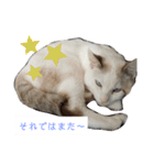 犬＆猫 (dog＆cat)（個別スタンプ：18）