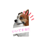 犬＆猫 (dog＆cat)（個別スタンプ：19）